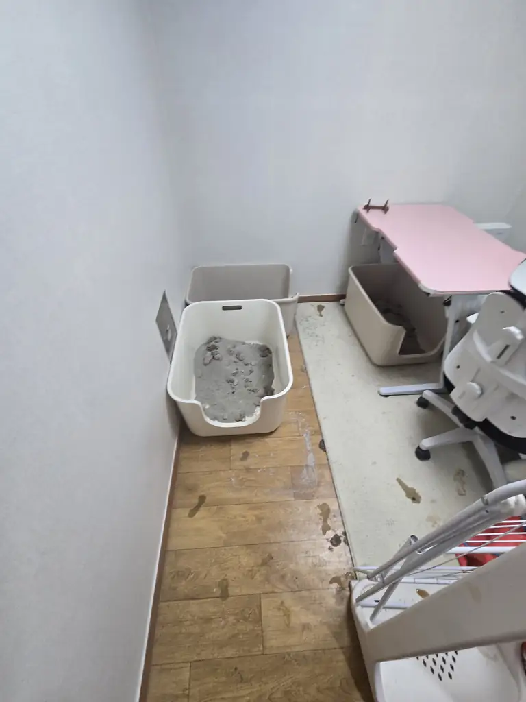 미닝클린 반려동물 냄새제거 오염 위치 확인 및 약품 처리 작업
